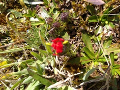 Castilleja paramensis