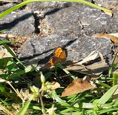 Lycaena phlaeas daimio