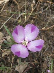 Clarkia purpurea viminea