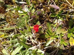 Castilleja paramensis