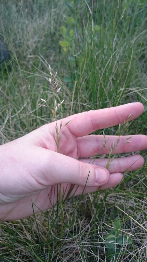 Rough Fescue