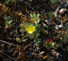 Potentilla acaulis