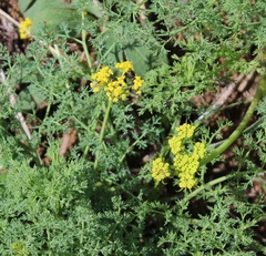 Lomatium papilioniferum