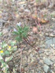 Navarretia tagetina