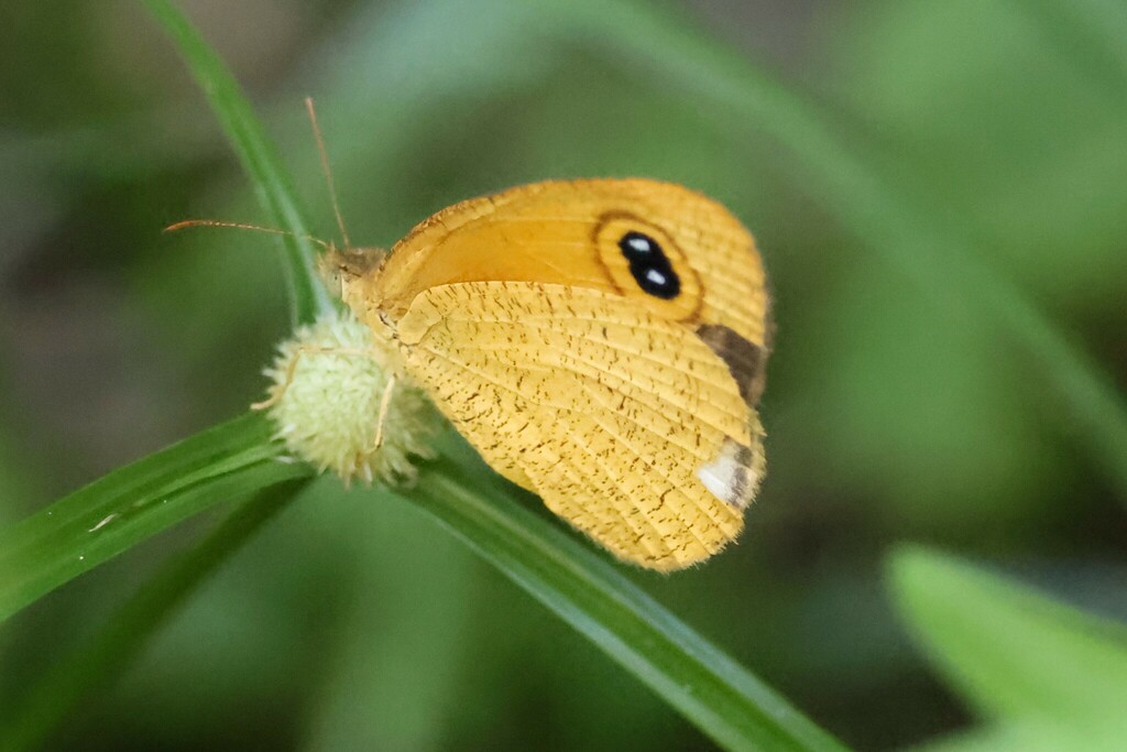 Common Fijian Ringlet from Sigatoka Sand Dunes National Park - Visitor ...