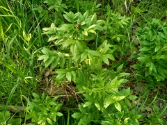 Dictamnus angustifolius