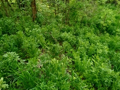 Dictamnus angustifolius