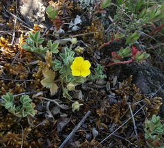 Potentilla acaulis