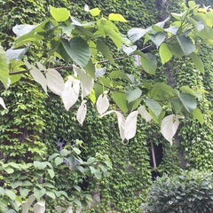 Davidia involucrata