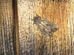 Lithophane disposita