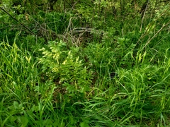 Dictamnus angustifolius