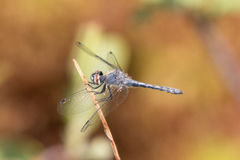 Nannothemis bella