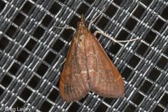 Pyrausta atropurpuralis