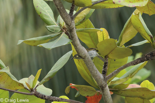 Meliphaga aruensis observed 2023-11-28