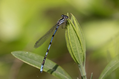 Enallagma laterale