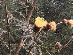Cirsium subcoriaceum