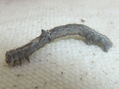 Hesperumia latipennis