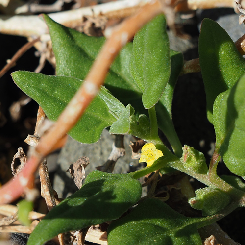 Tetragonia implexicoma (Tetragonia implexicoma)