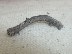 Hesperumia latipennis