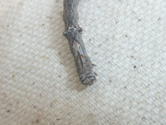 Hesperumia latipennis