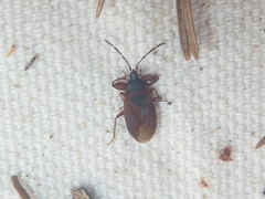 Gastrodes pacificus
