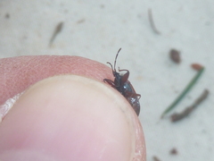 Gastrodes pacificus