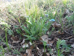 Myosotis imitata