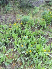 Wyethia angustifolia