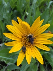 Wyethia angustifolia