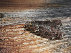 Spodolepis substriataria