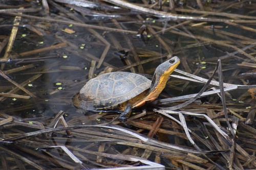 Blanding's Turtle