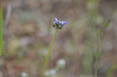 Gilia capitata pacifica