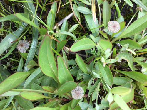 iNaturalist observation photo of Inkcaps