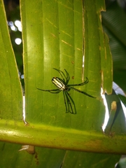 Leucauge