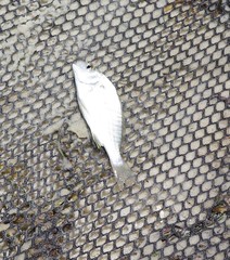 Leiostomus xanthurus