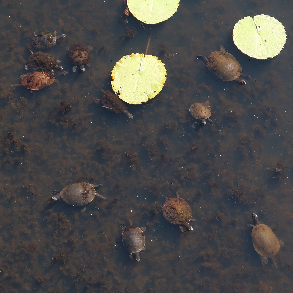 Krefft's River Turtle from TYTO Wetlands, Ingham QLD 4850, Australia on ...