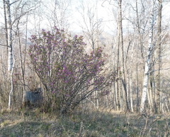 Rhododendron ledebourii