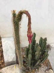 Nyctocereus serpentinus