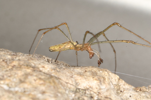 Silver Stretch Spider