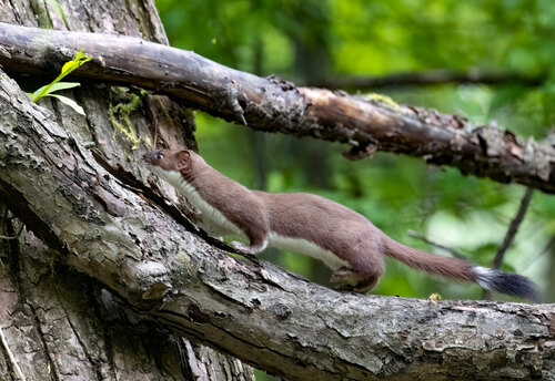 Long-tailed Weasel
