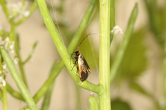 Cauchas rufimitrella