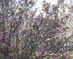 Rhododendron ledebourii