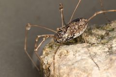 Platybunus pinetorum