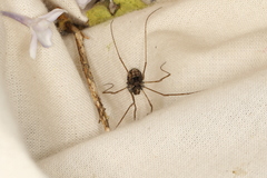 Platybunus pinetorum