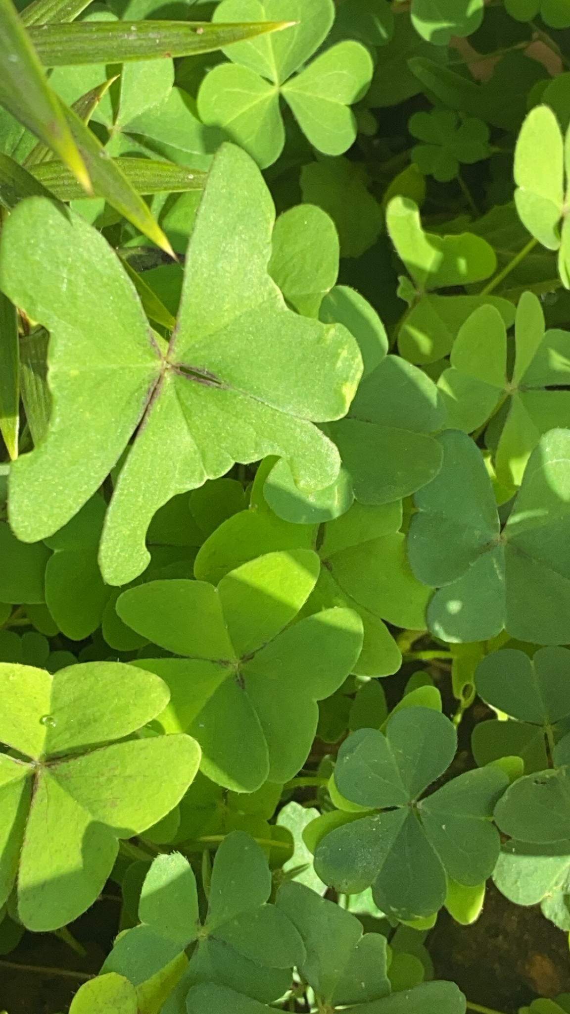 Oxalis latifolia