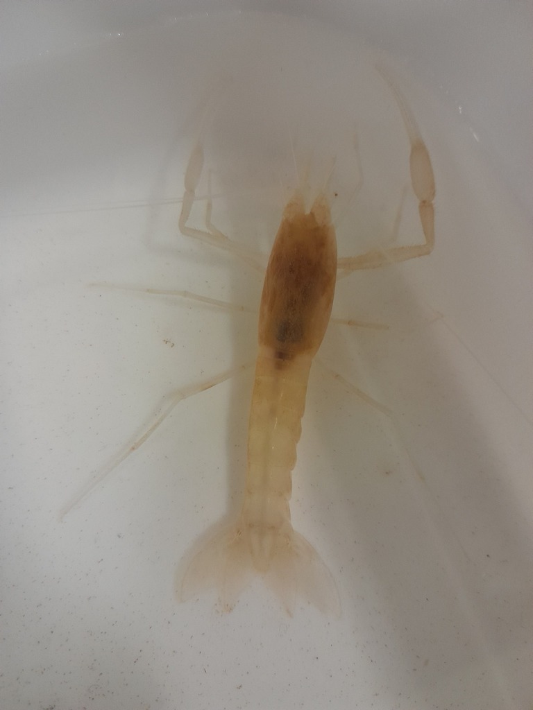 Typhlocaris