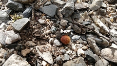 Dasymutilla magnifica