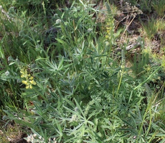 Lupinus sulphureus