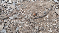 Dasymutilla magnifica