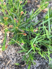 Euphorbia polyphylla